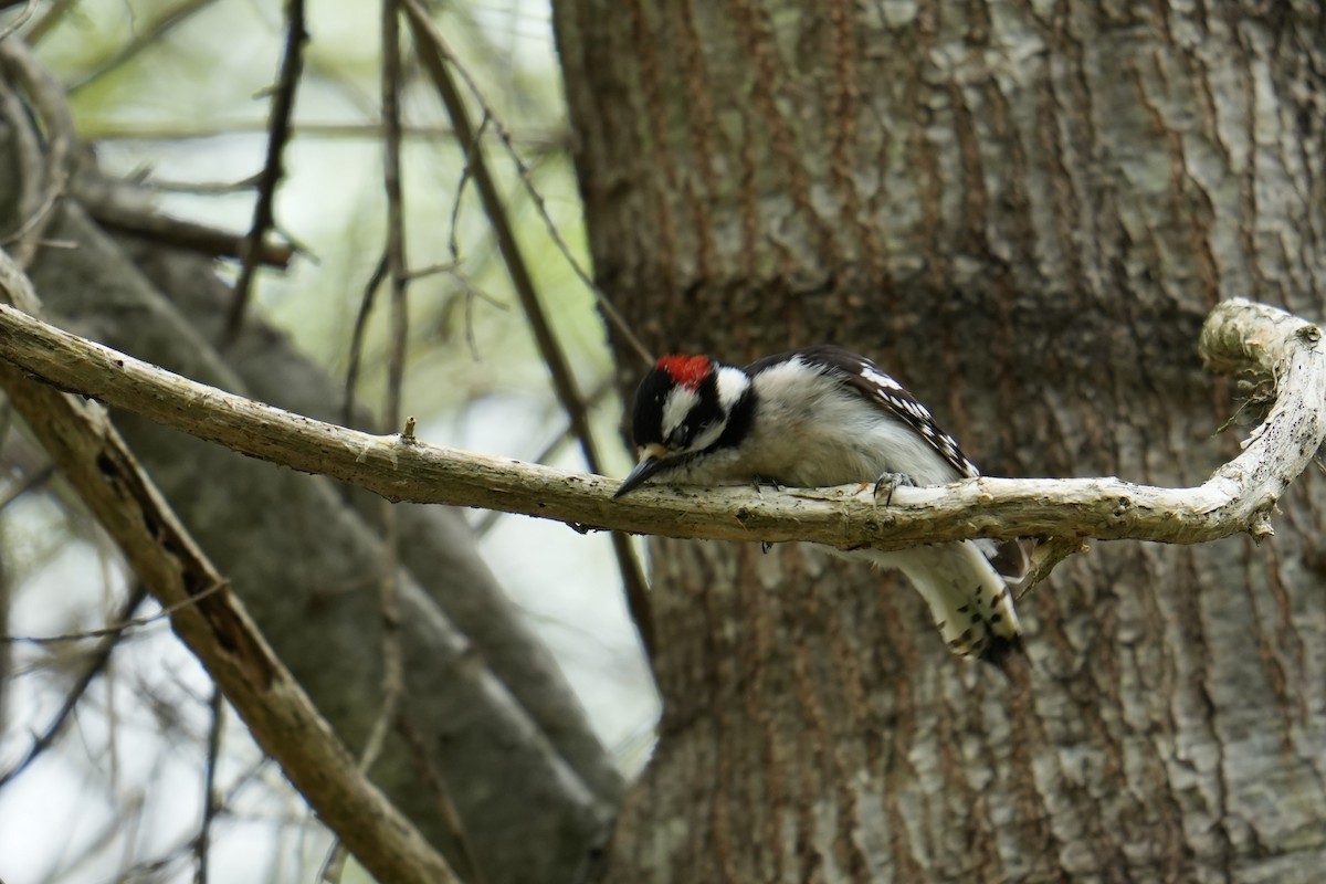 Downy Woodpecker - ML633678763