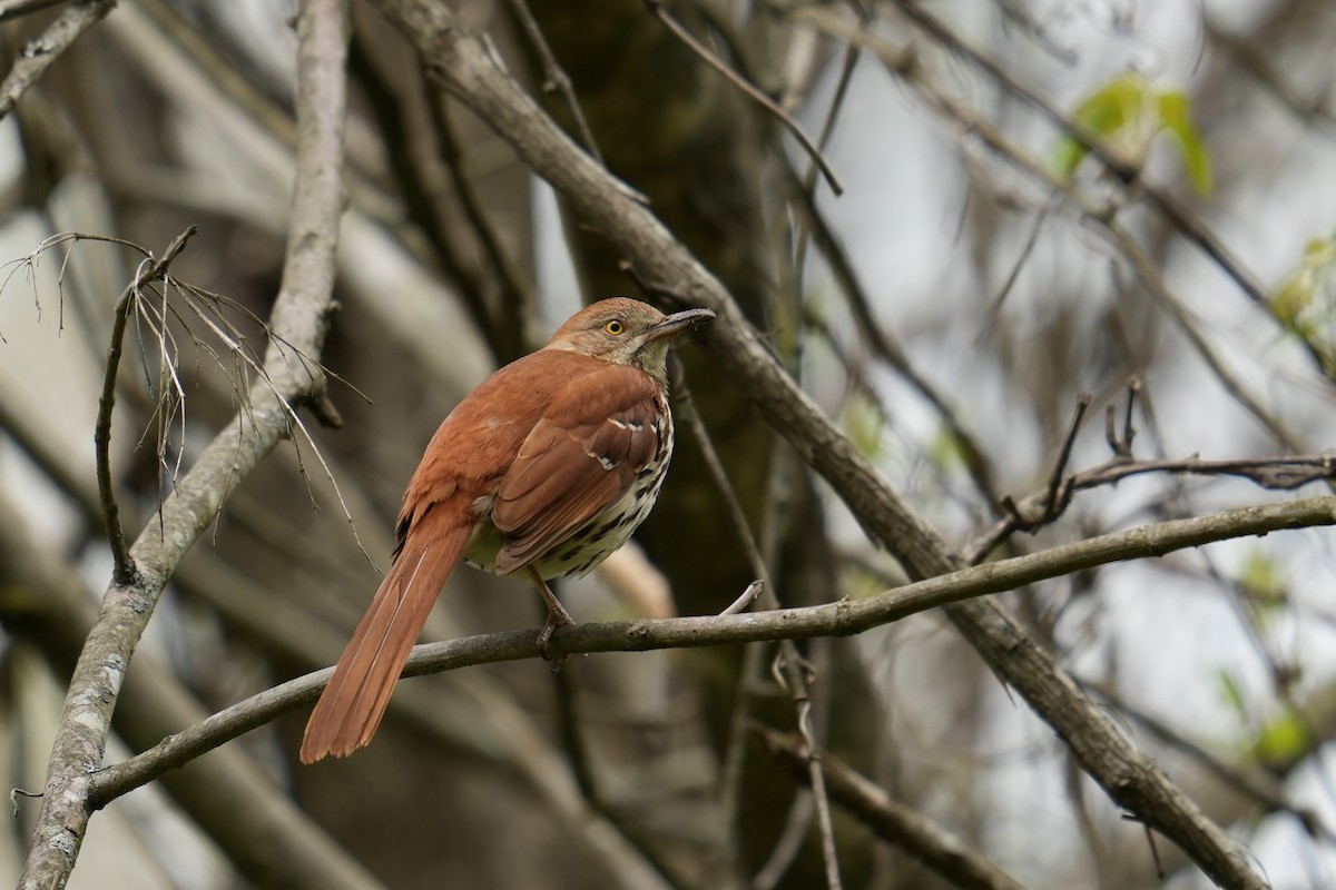Brown Thrasher - ML633678772