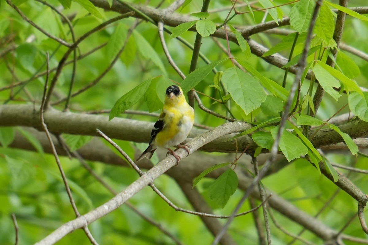 American Goldfinch - ML633678775