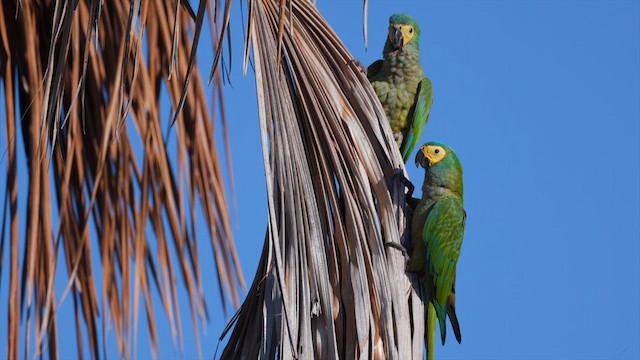 Red-bellied Macaw - ML633678809