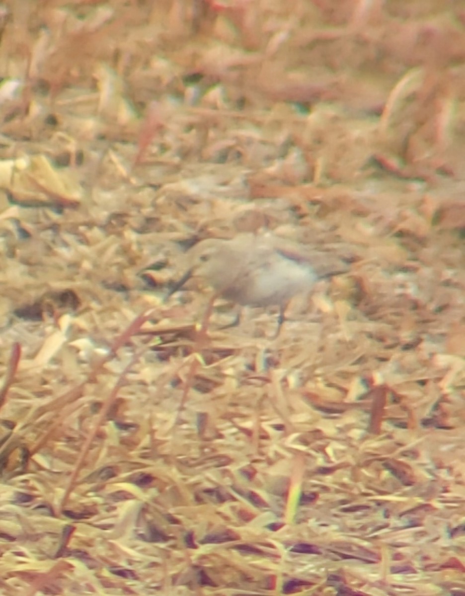 Dunlin - ML633678922