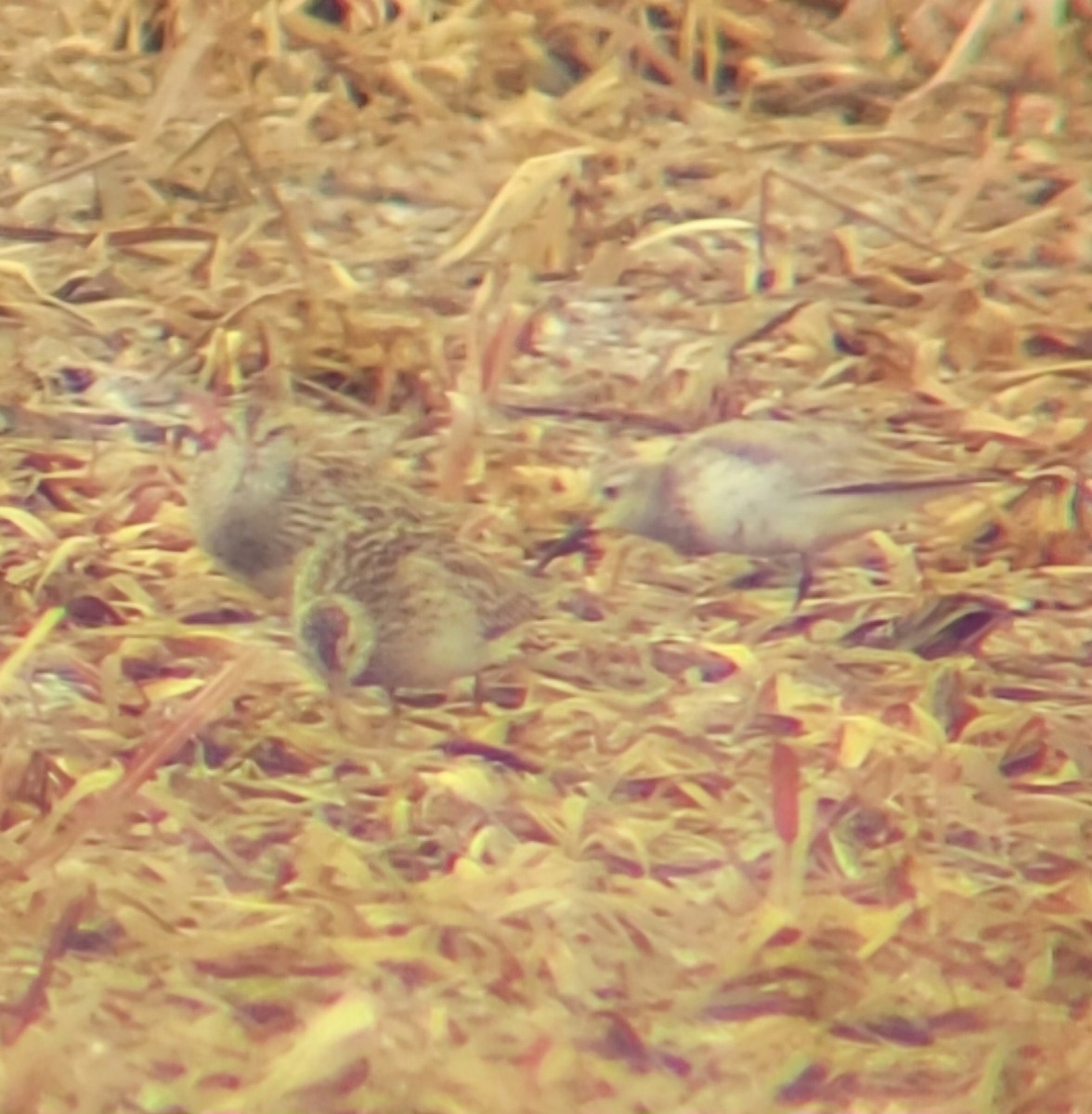 Dunlin - ML633678923