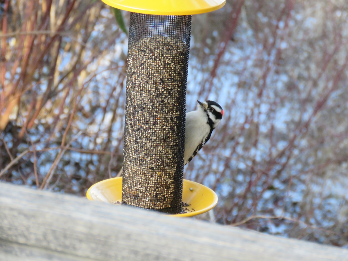 Downy Woodpecker - ML633678978