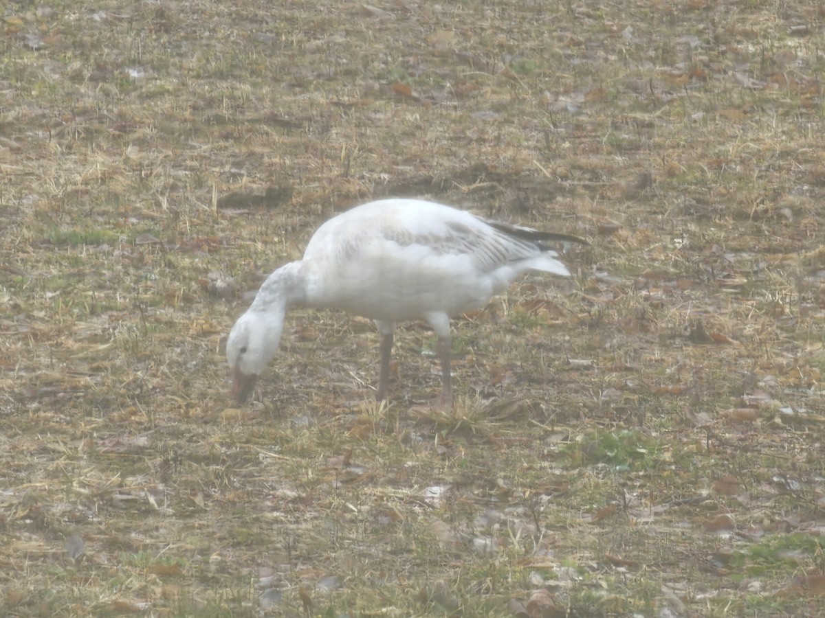 Snow Goose - ML633679277