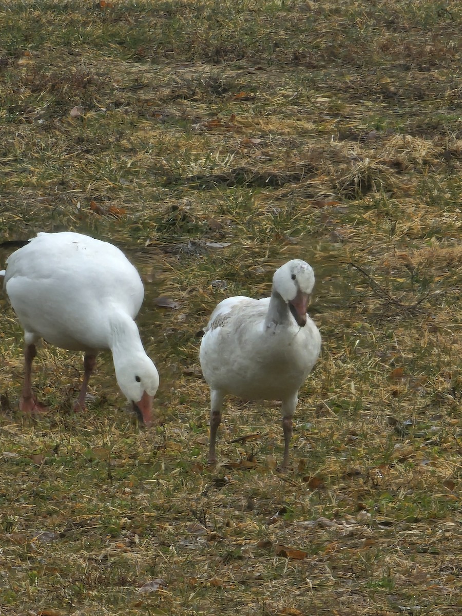 Snow Goose - ML633679301