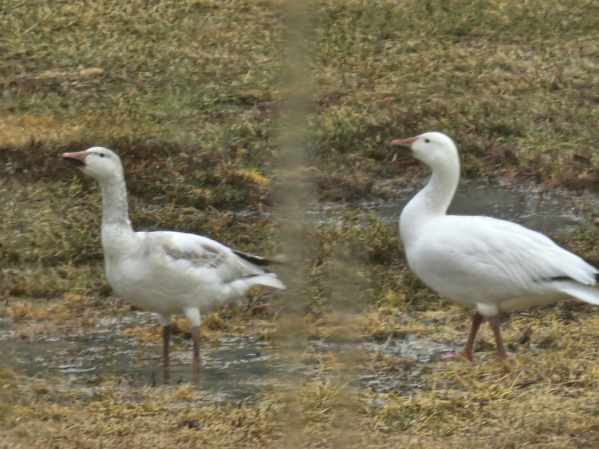 Snow Goose - ML633679322