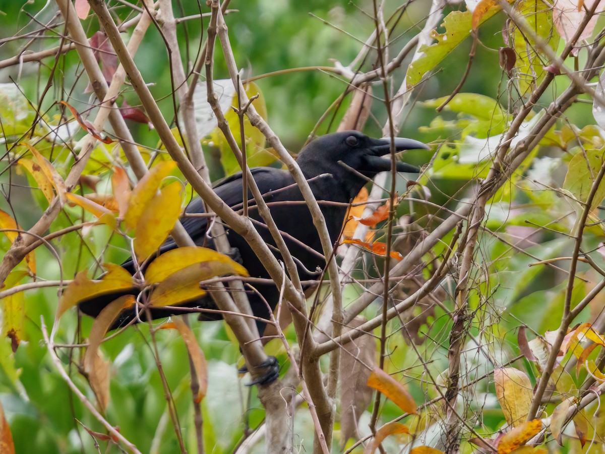 Palawan Crow - ML633679354