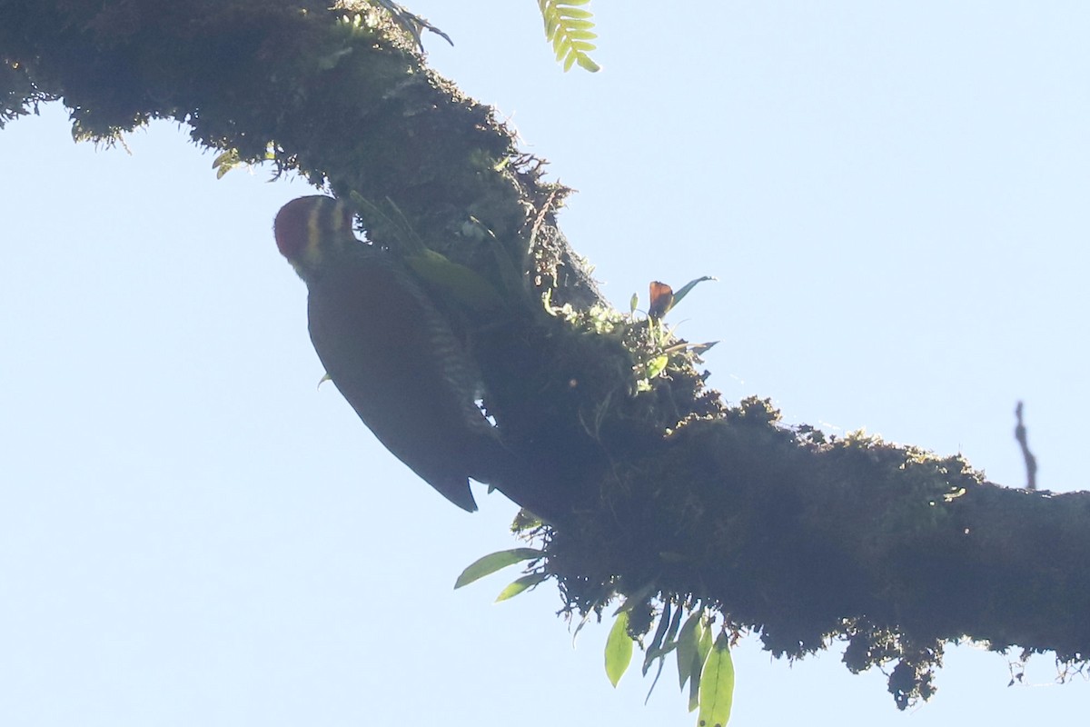 White-browed Woodpecker - ML633679405