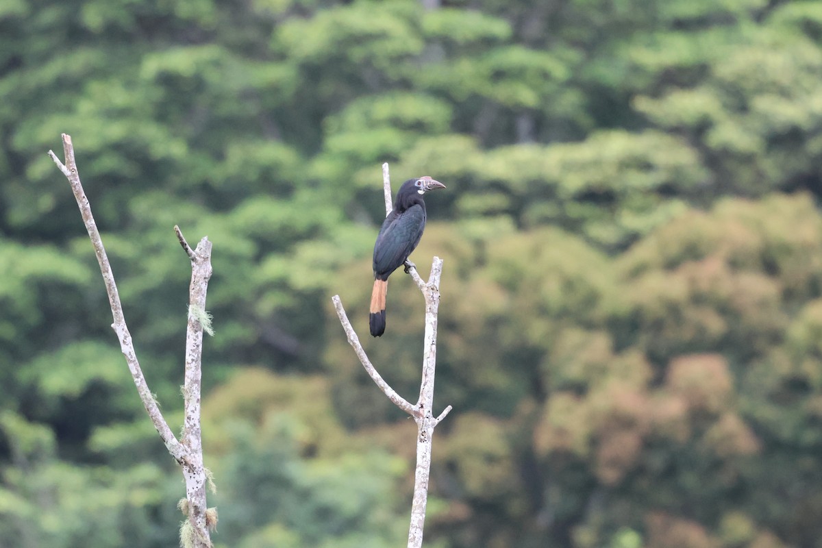 カオグロサイチョウ - ML633679438