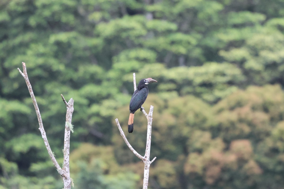 カオグロサイチョウ - ML633679465