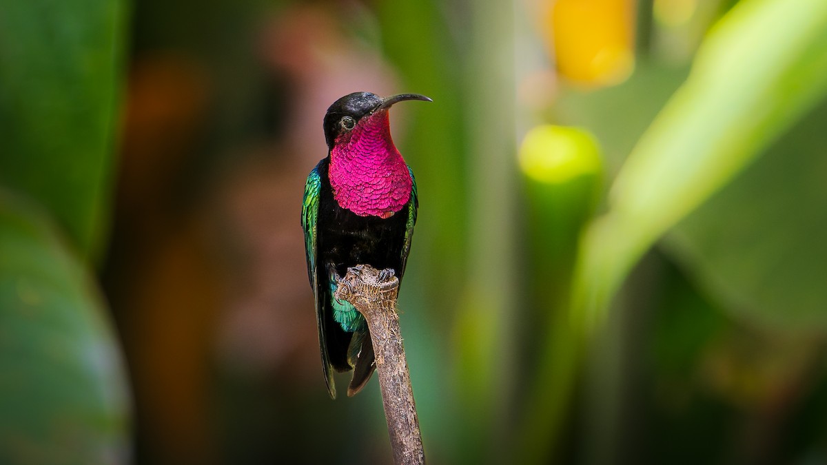 Purple-throated Carib - ML633679497