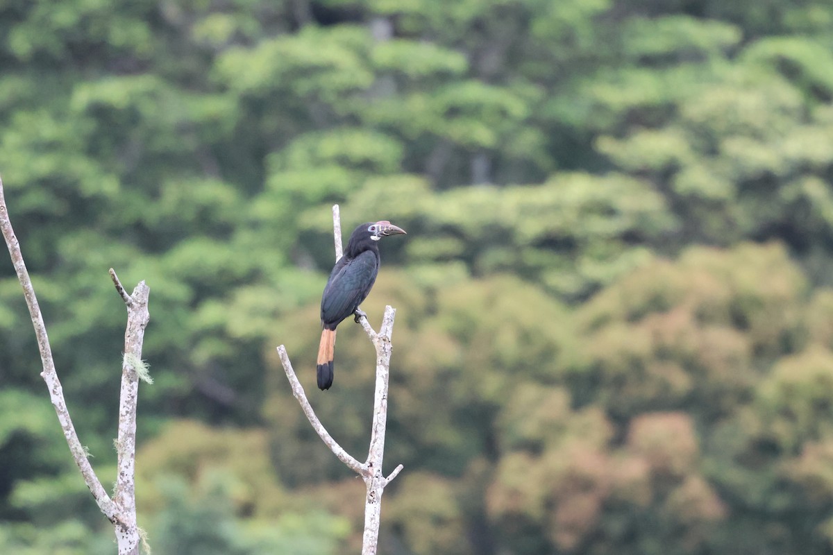 カオグロサイチョウ - ML633679502