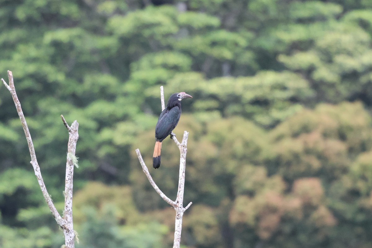 カオグロサイチョウ - ML633679519