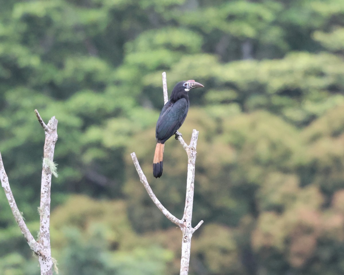 カオグロサイチョウ - ML633679540