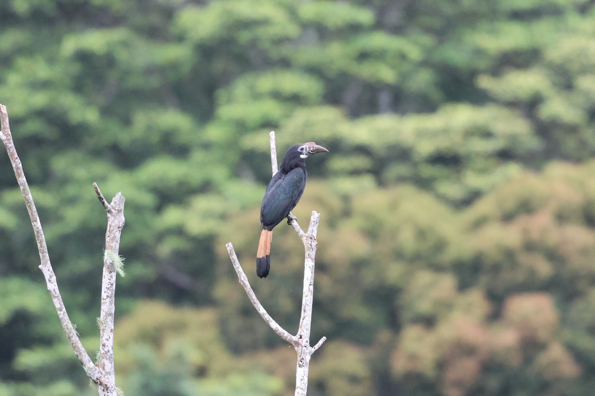 カオグロサイチョウ - ML633679598