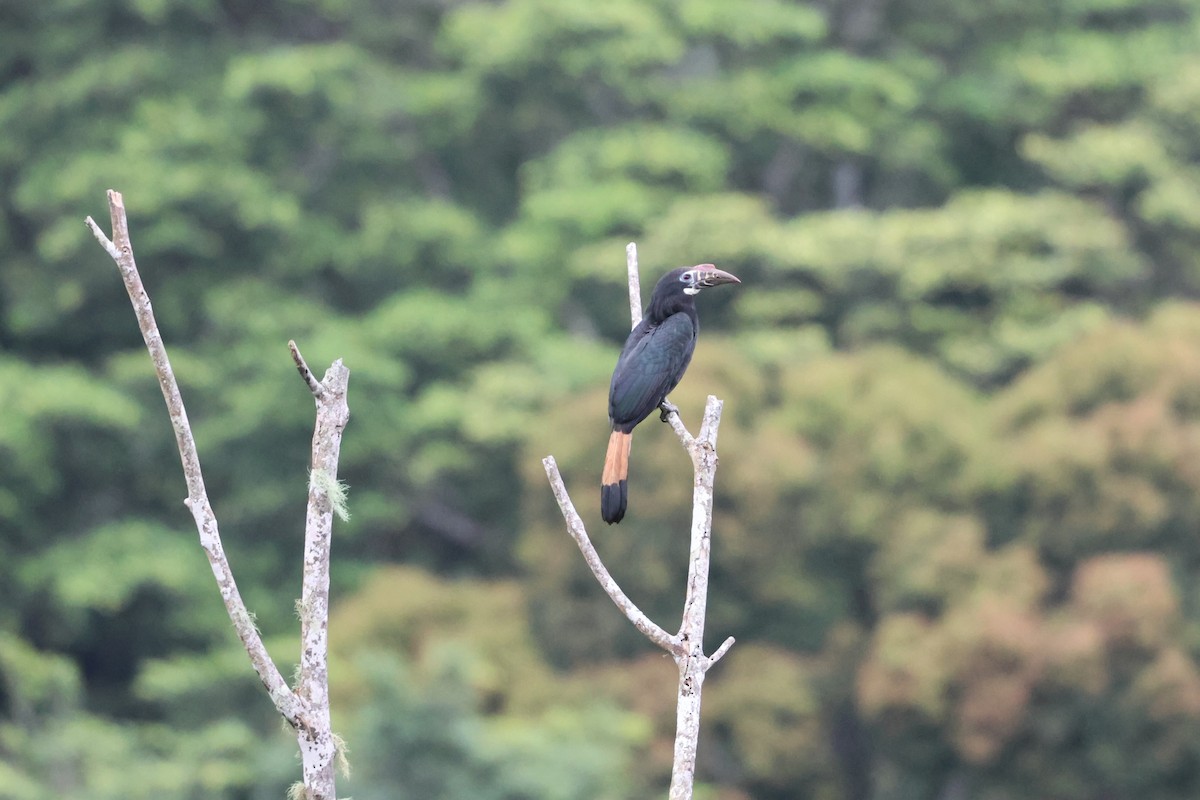 カオグロサイチョウ - ML633679634