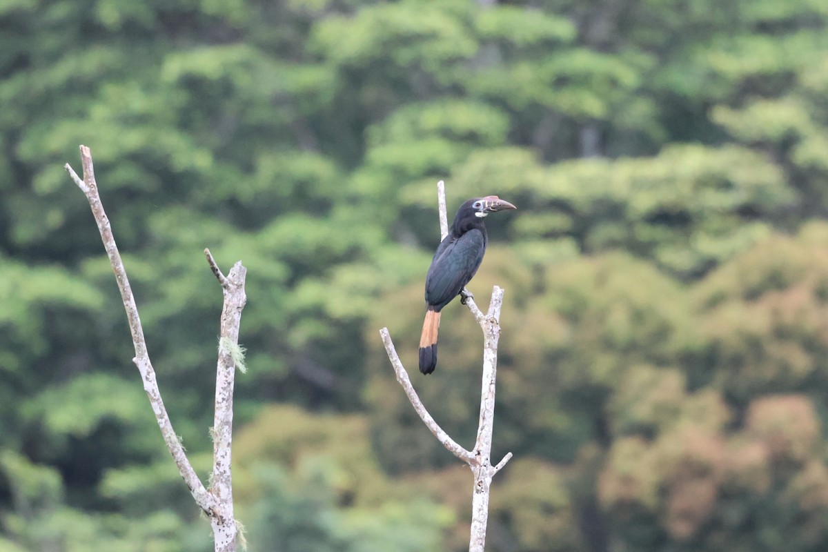 カオグロサイチョウ - ML633679647
