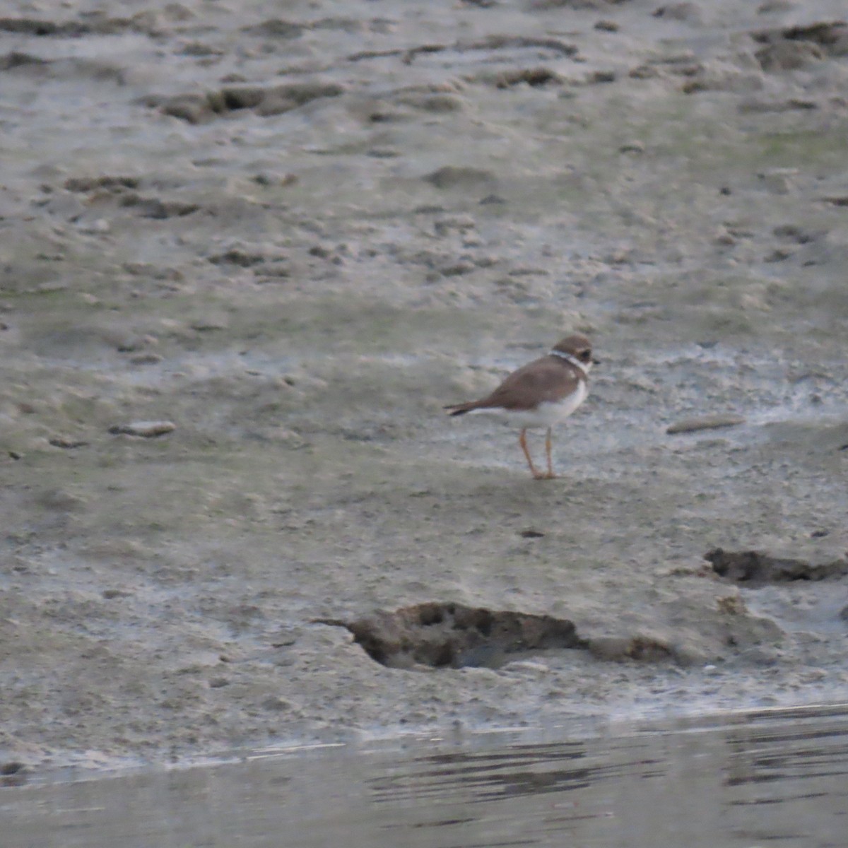 Common Ringed Plover - ML633679677