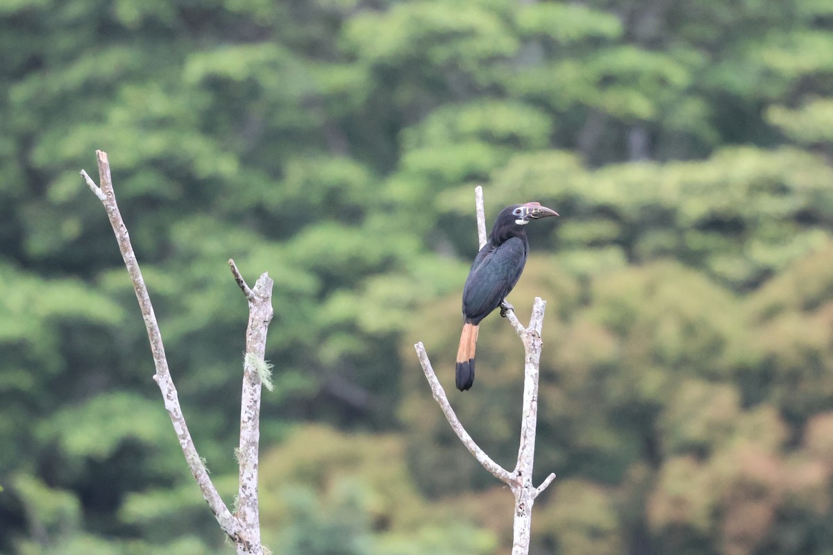 カオグロサイチョウ - ML633679693