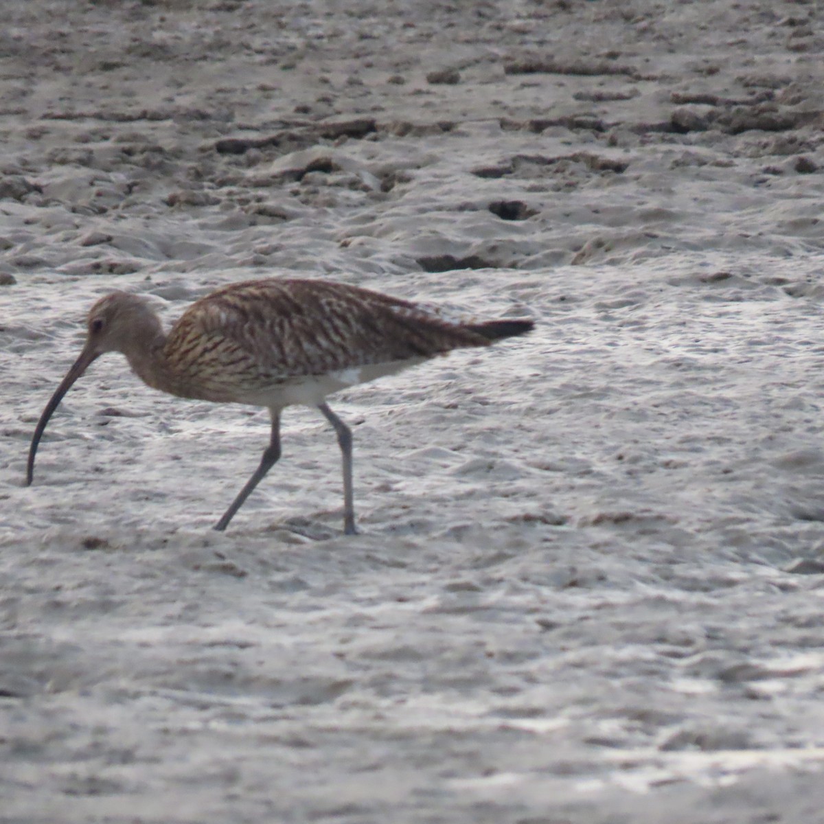 Eurasian Curlew - ML633679710