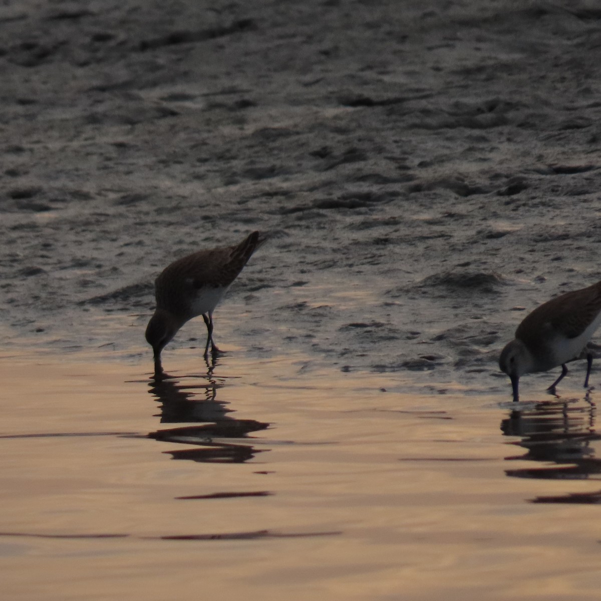 Dunlin - ML633679776
