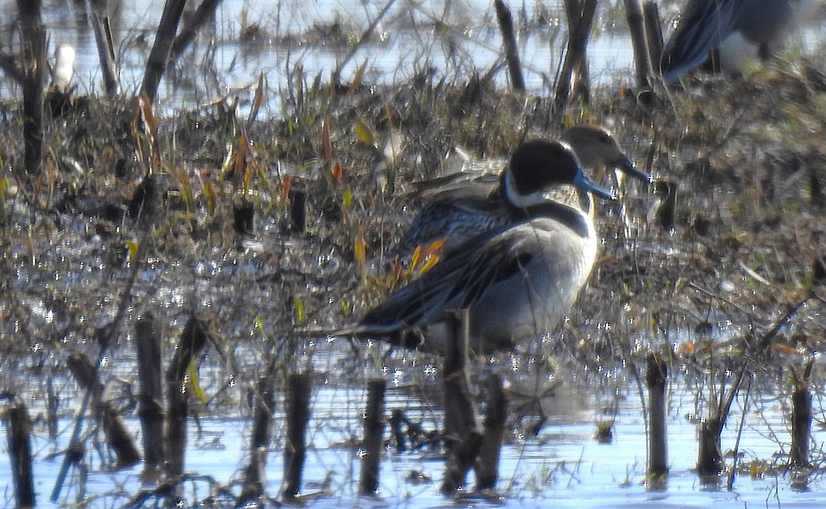 Northern Pintail - ML633679780