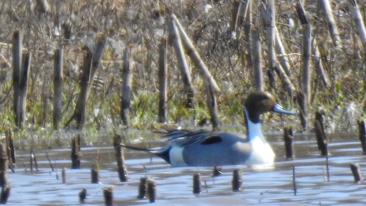 Northern Pintail - ML633679781