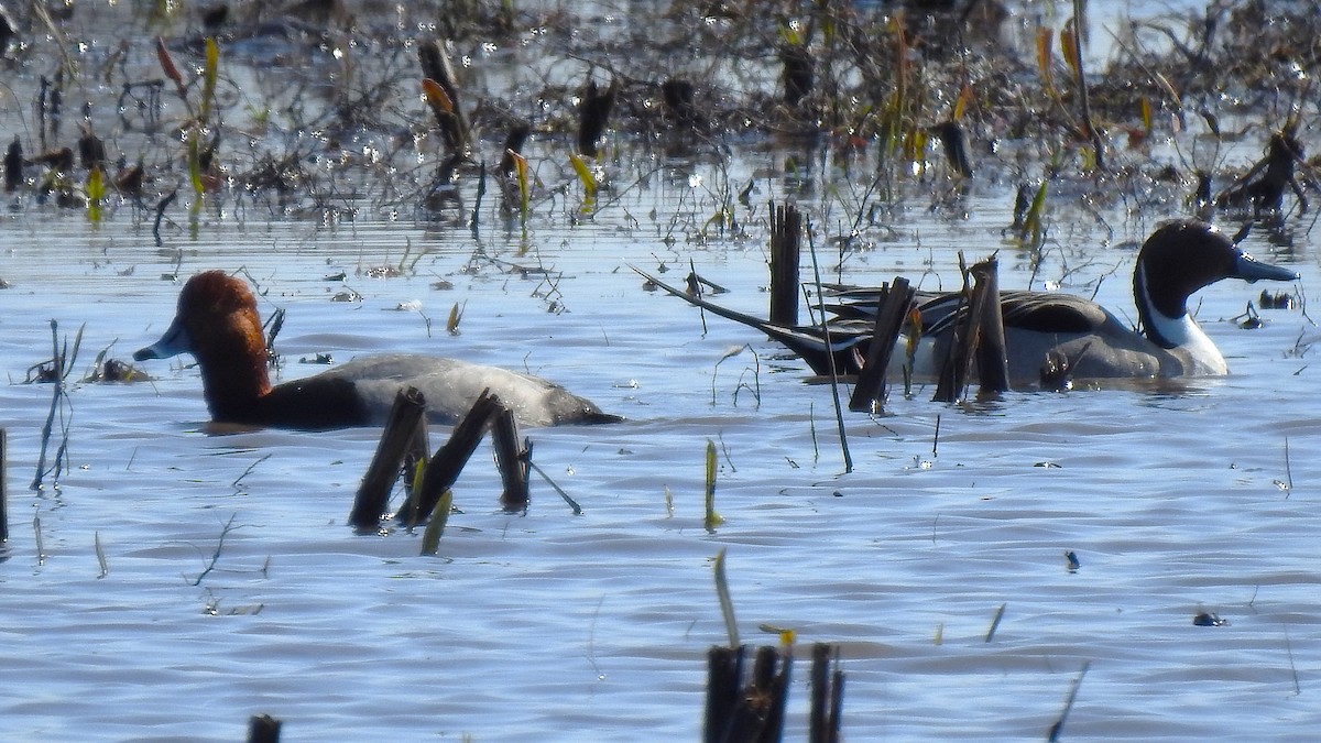 Northern Pintail - ML633679782
