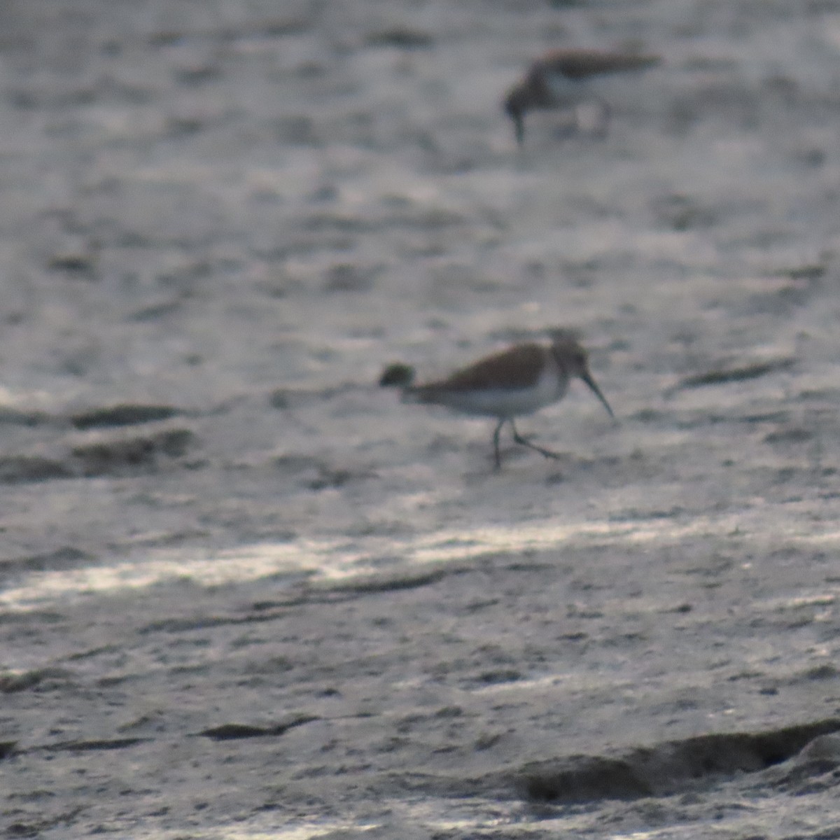 Dunlin - ML633679813