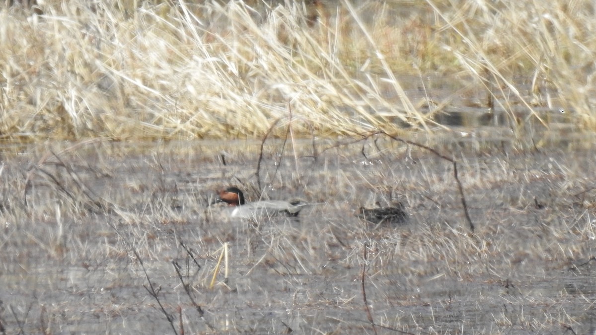 Green-winged Teal - ML633679832