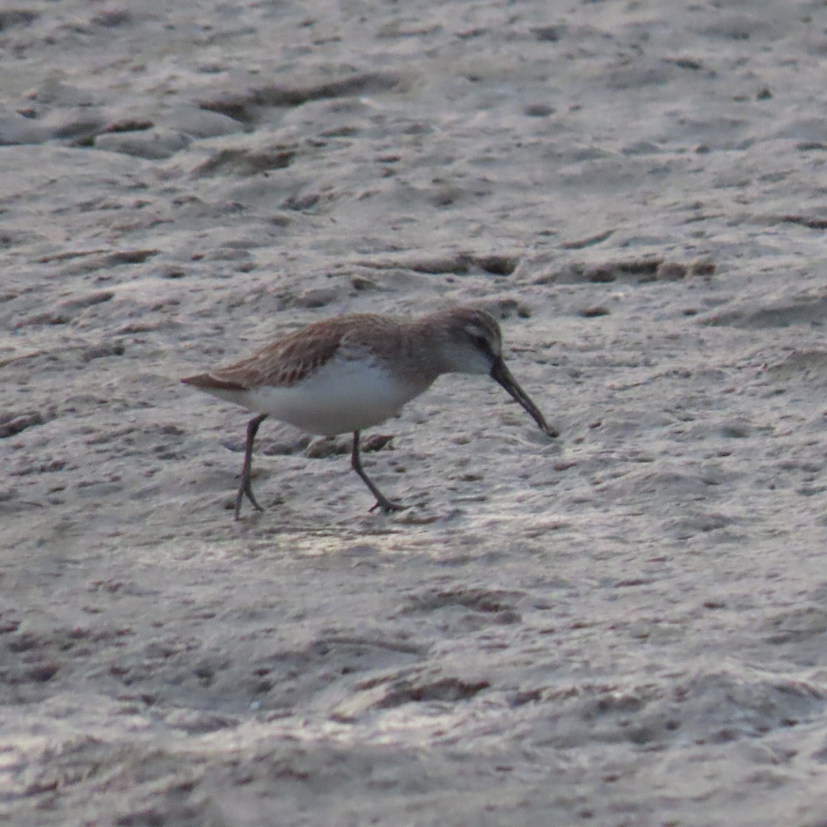 Broad-billed Sandpiper - ML633679849