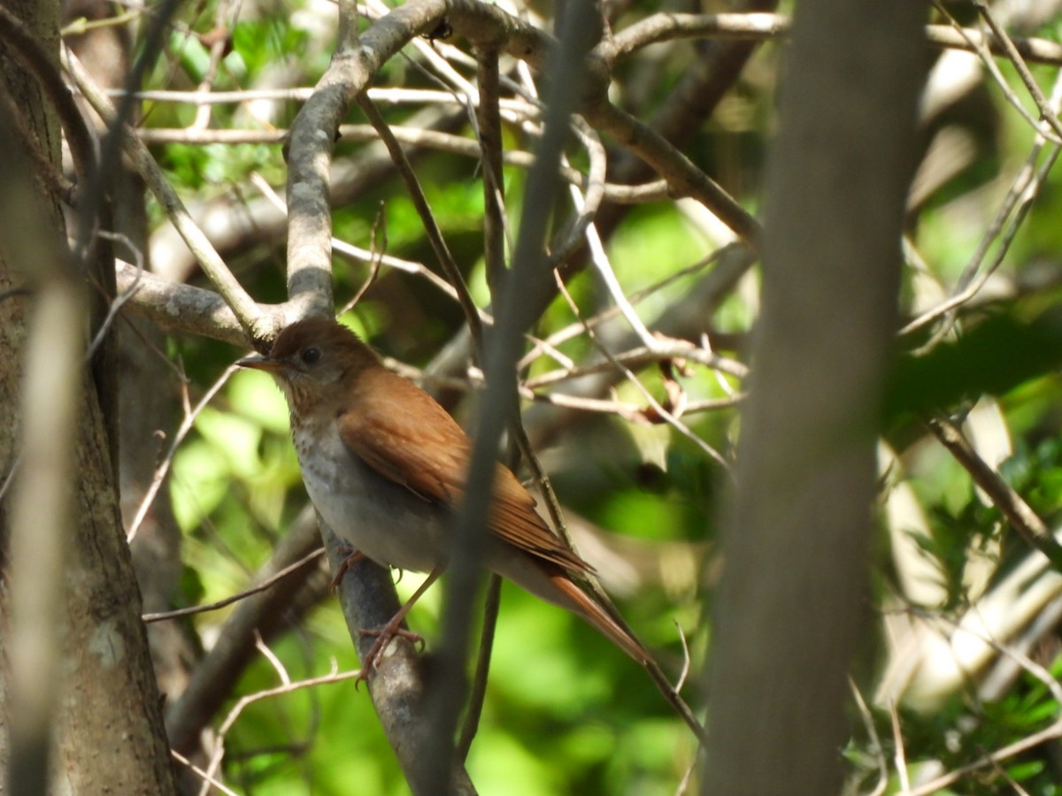 Veery - ML633679923