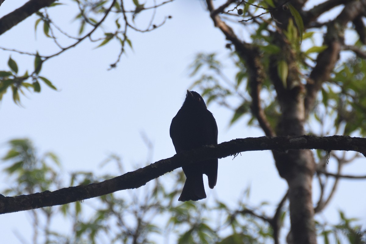 Sharpe's Drongo (Eastern) - ML633679942