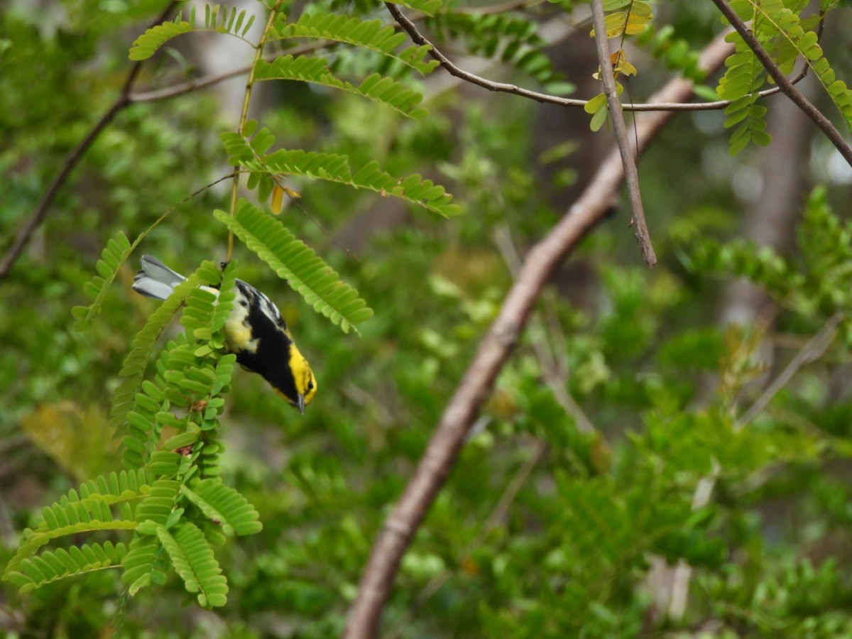Black-throated Green Warbler - ML633679964