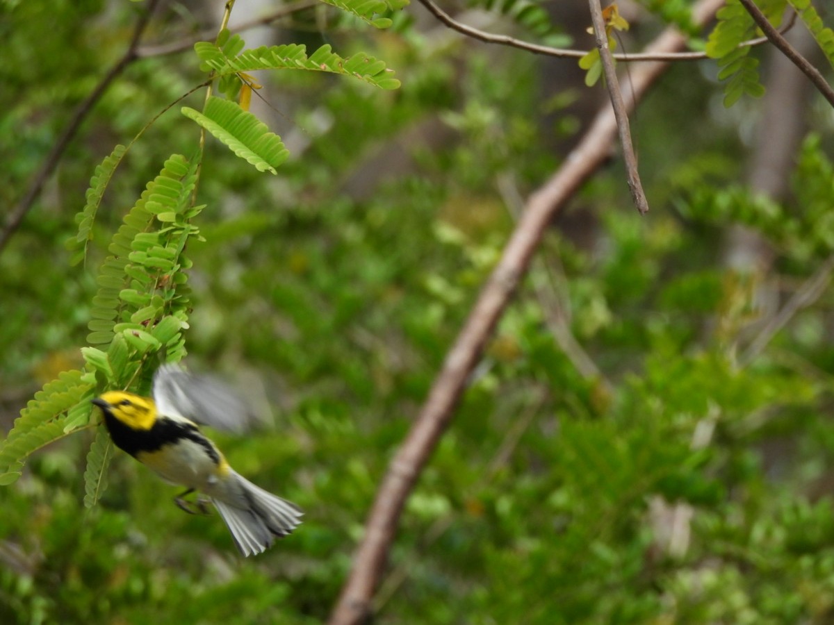 Black-throated Green Warbler - ML633679965