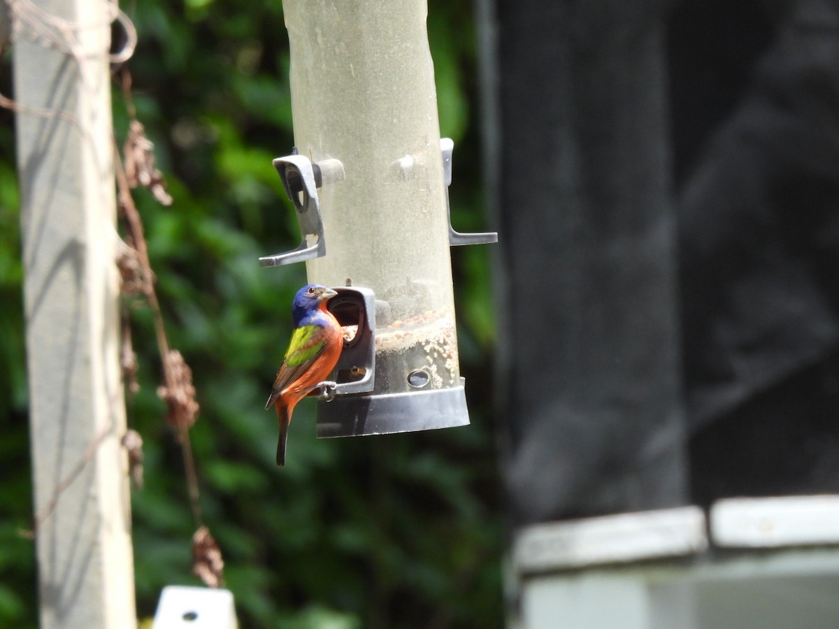 Painted Bunting - ML633679984