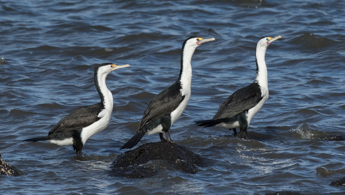 Cormorán Pío - ML63368001