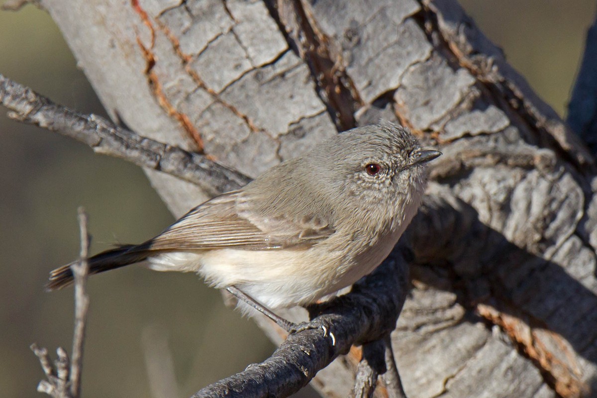 Slaty-backed Thornbill - Martin & Penny Potter