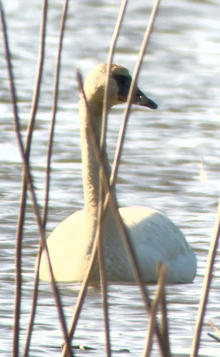 Tundra Swan - ML633680216