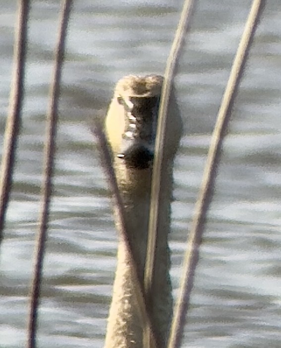 Tundra Swan - ML633680217