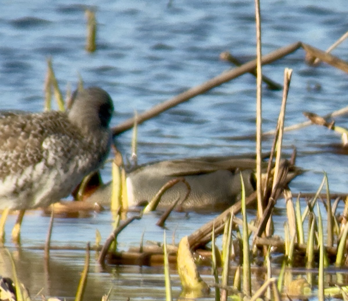 Green-winged Teal - ML633680259