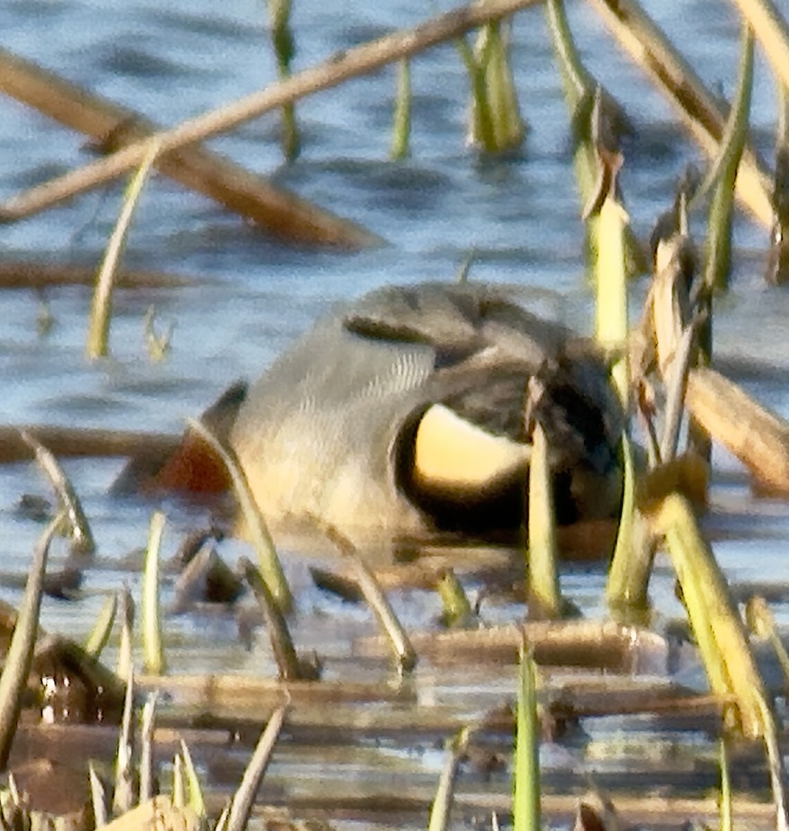 Green-winged Teal - ML633680260