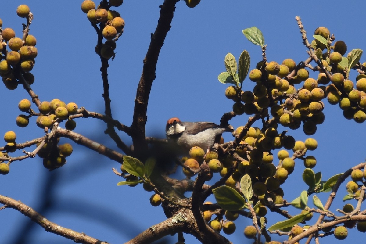 Turner's Eremomela - ML633680262