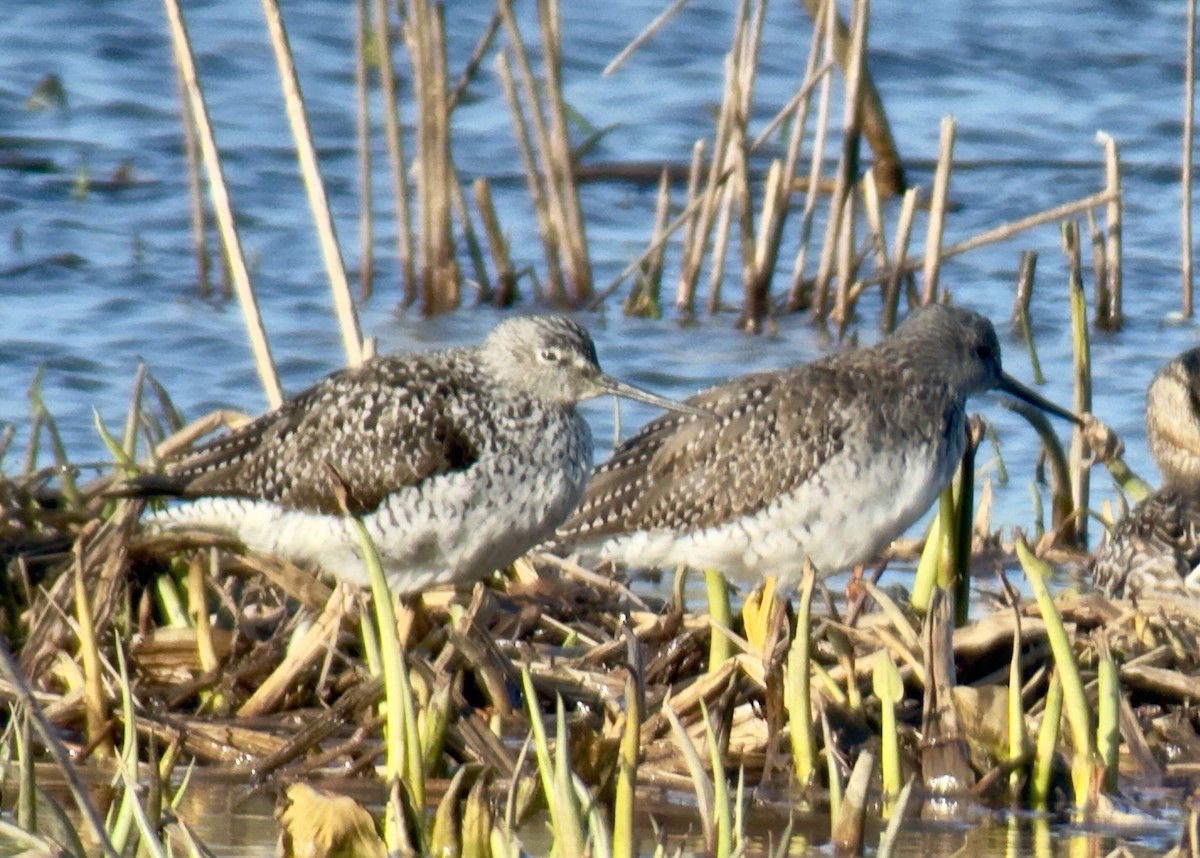Greater Yellowlegs - ML633680272