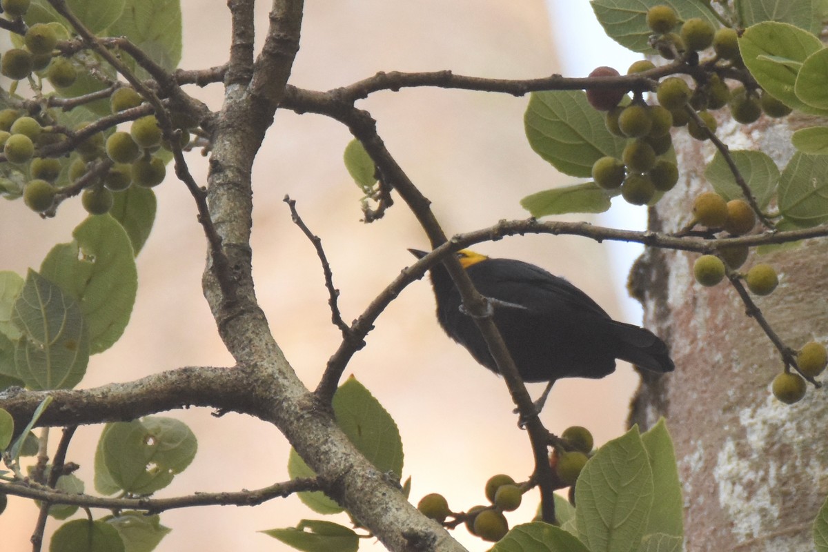 Black-billed Weaver - ML633680314