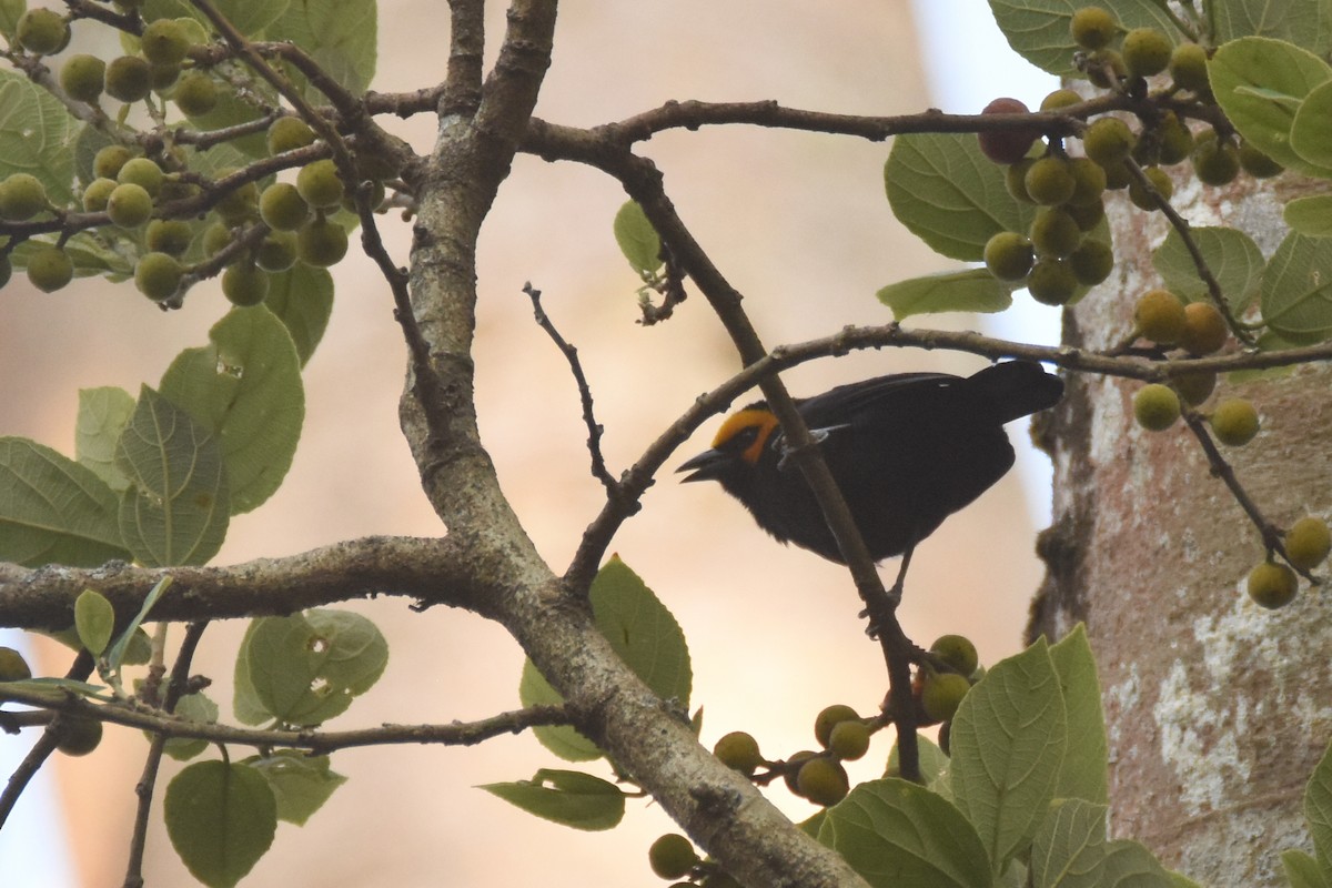 Black-billed Weaver - ML633680315