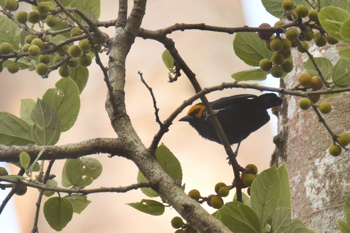 Black-billed Weaver - ML633680316