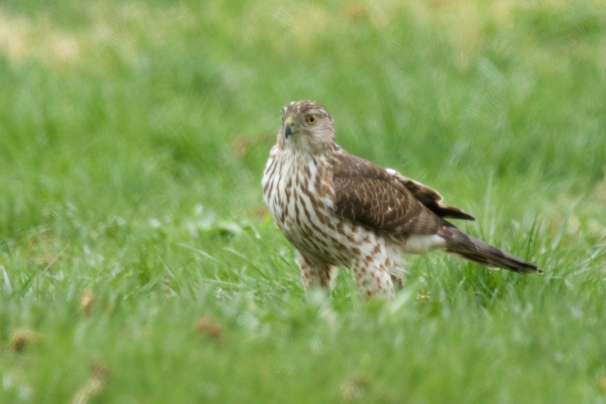 Cooper's Hawk - ML633680450
