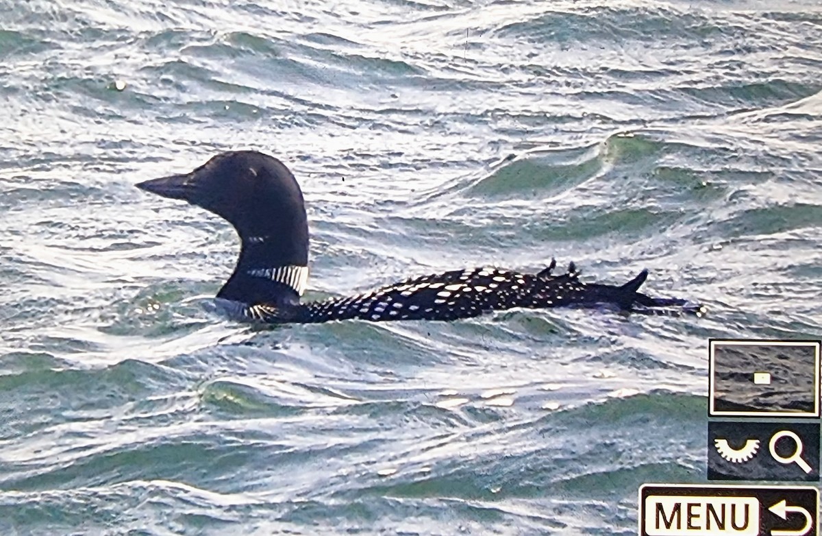Plongeon huard - ML633680557