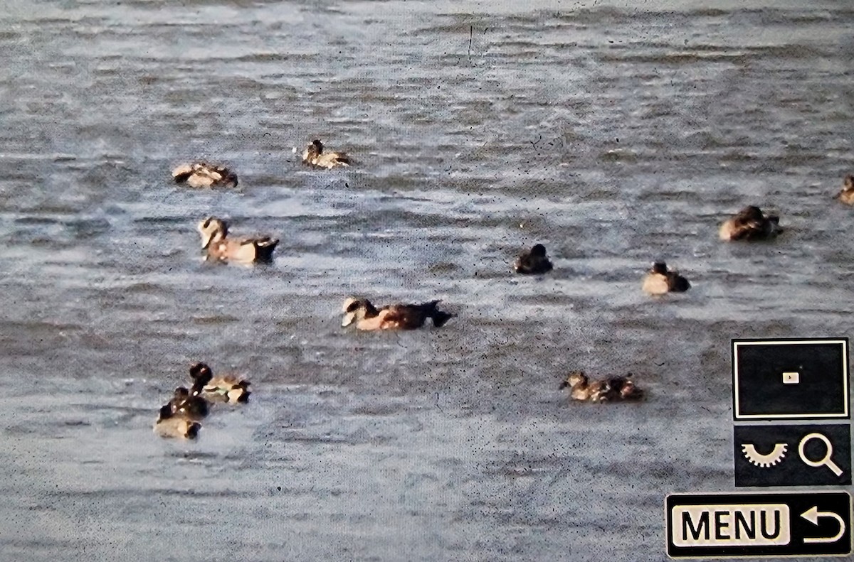 American Wigeon - ML633680717